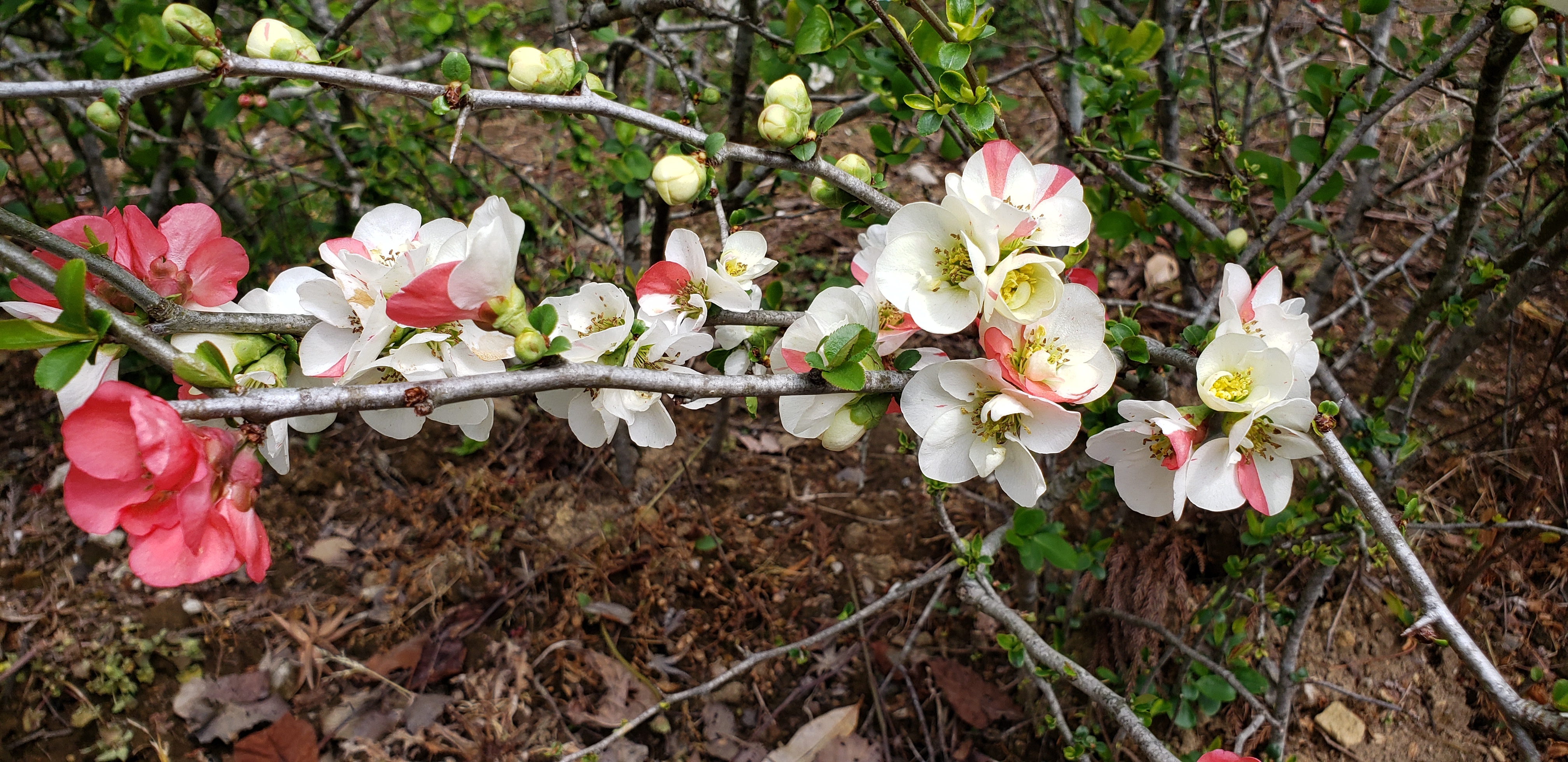 ボケの花の咲く種類が多くなりました 房総半島 久留里1000年の森 一人で挑戦 観光花見名所