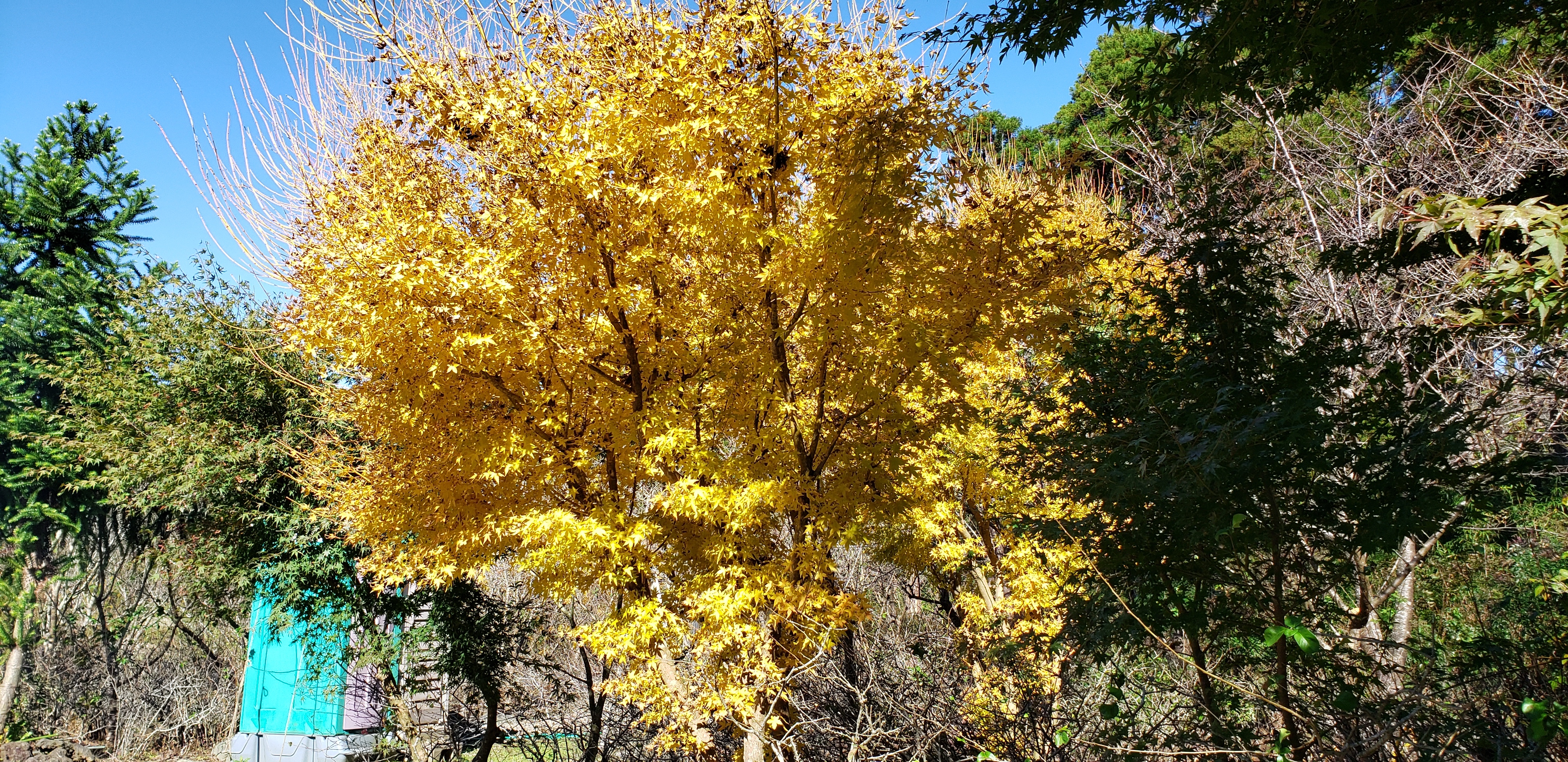 サンゴモミジの紅葉: 房総半島、久留里1000年の森 一人で挑戦 観光花見名所