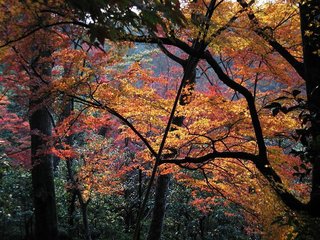 紅葉jp.jpeg