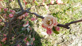 IMG_20150326_122121.jpg