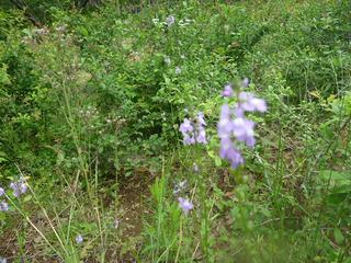 sP1030664.jpg
