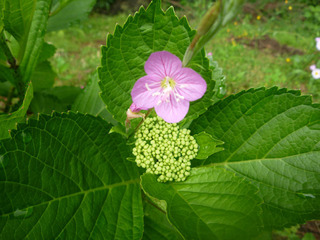 sP1030675.jpg