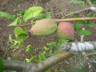 sP1030699.jpg